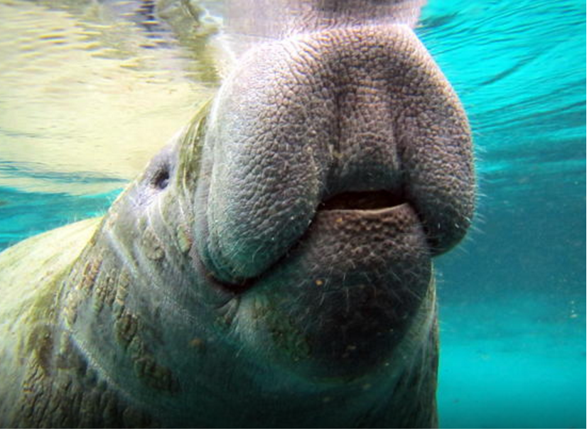 Swim-with-the-Manatees